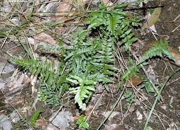 Image result for Lindsaea ensifolia