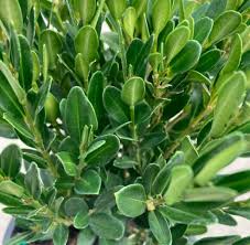 Image result for Buxus acutata