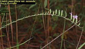 Image result for Lessertia pauciflora