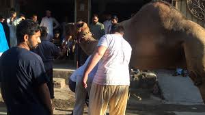My shahzada bull for qurbani.mp4. Beautiful Camel Qurbani By News Alert News Alert