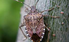 Check spelling or type a new query. 7 Facts You Might Not Know About Stink Bugs