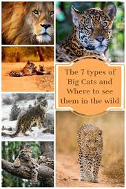 Critical to saving big cats is to conserve their prey. What Types Of Big Cats Are There And Where Can You See Them Wild Cats Wild Cat Species Cat Species