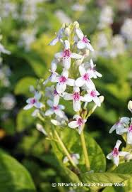 Image result for Pseuderanthemum ludovicianum