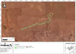 Image result for Chascanum adenostachyum