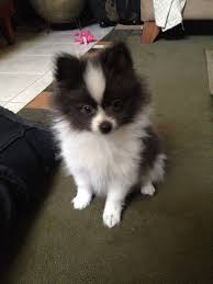 Black And White Pomeranian Puppy For Sale Grey White Pomeranian He S A Cutie Caes Animais Majestosos Animais Fofos
