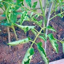 Lift up the leaves of your tomato plants and look for tiny caterpillar eggs. What Is Wrong With My Tomato Plant Tomato Leaves Twist Or Curl By Mario Villarino Front Porch News Texas