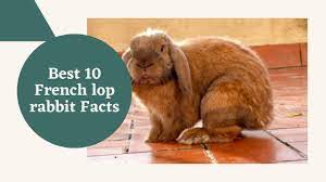 Best 10 French Lop Rabbit Facts Zoological World