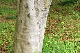ブナ 庭木図鑑 植木ペディア