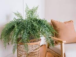 Boston fern (nephrolepis exaltation bostoniensis) can be lush, graceful, and add a touch of woodsy whimsy to your home. Boston Fern Plant Care Growing Guide