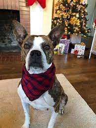If you find a stray. Dog For Adoption Wilma A Pit Bull Terrier In Durham Nc Petfinder