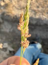 Image result for Steinchisma laxum