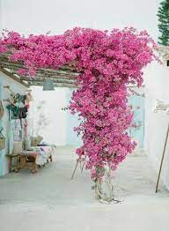 Belleza Garden Vines Bougainvillea Trellis Bougainvillea