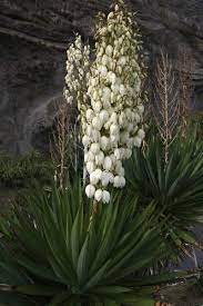 Yucca Growing How To Care For Yucca Plants Outside Yucca Plant Yucca Plant Care Plants