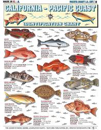 Pin By Paul Vistalli On Fishing Identifications Fish Chart