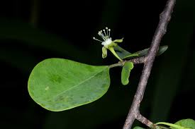 Image result for Erythroxylum zambesiacum