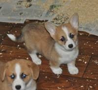 Favorite this post jul 13 beautiful corgi dog Pembroke Welsh Corgi Breeders In Florida