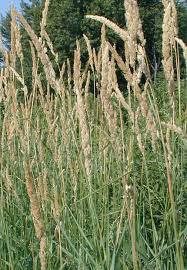 Canary grass, reed grass, rohrglanzgras. Reed Canary Grass Yukon Invasive Species Guide Inaturalist