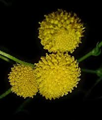 Image result for Schistostephium crataegifolium