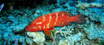 Ikan kerapu (epinephelus sp) atau dikenal dengan nama dagang groupers dan merupakan salah satu komoditas perikanan yang bernilai ekonomis tinggi dan berpeluang dipasarkan baik di domestik maupun internasional. Info Harga Ikan Kerapu Dalam Berbagai Jenis Daftar Harga Tarif