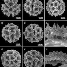 Image result for Ethulia vernonioides