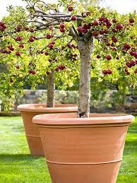 Lime is delicious in iced tea, cocktails, and marinades, and is a great kitchen staple to have on hand. Grow Your Own Apples Dwarf Fruit Trees Fruit Garden Potted Trees