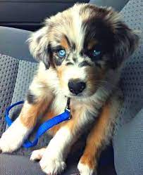 Golden retriever mix puppies for sale. 9 Facts About The Golden Retriever Husky Mix Aka Goberian Animalso