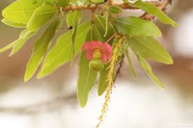 Image result for Ochna pulchra
