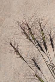 Image result for Aspilia kotschyi