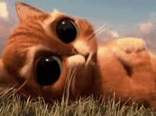 Https Encrypted Tbn0 Gstatic Com Images Q Tbn And9gcsj7blv0fva9tdicxn49sbk9mjauomdkq6rrg Usqp Cau There's a brilliant new trend in japan that has cat owners placing strips of paper with cartoon or anime eyes in front of their cats to give them goofy expressions. 2