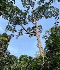 Image result for Entandrophragma delevoyi