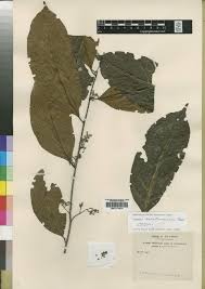 Image result for Landolphia letestui