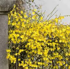Image result for Jasminum nudiflorum