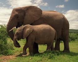 12 Animals With The Longest Gestation Period Elephant Facts Elephant Elephant Symbolism