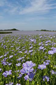 Field Of Linseed Or Flax In Flower Field Of Linseed Oil Plants Or Flax Linum U Sponsored Flower Linseed Oil Field Flax Flowers Oil Plant Plants