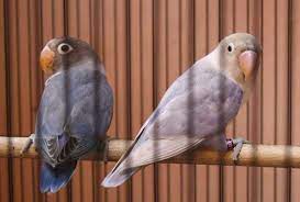 Maybe you would like to learn more about one of these? Harga 5 Jenis Burung Lovebird Pasvio Lomba Suara Gambar