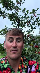 Sweet Southern Cherry Tree