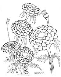 Model drawings hearts rhpinterestcom marigold flower sketch. Marigold Coloring Pages Coloring Home