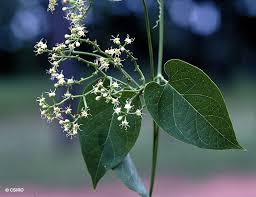 Image result for Cynanchum ledermannii