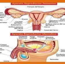 Efectos del envejecimiento en el aparato reproductor masculino. Aparato Reproductor Femenino Y Masculino Posts Facebook