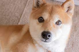 3 Reasons Shiba Inu May Be The Worst Performing Popular Cryptocurrency In 2022 The Motley Fool
