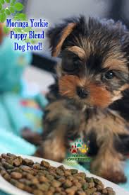 Moringa Especially For Yorkies Blend Dog Food Yorkie Pet Shipping Yorkie Breeders