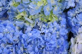 Saw something that caught your attention? Floral Business Concept Blue Flowers Hydrangea With Water Drops In Flower Shop For Sale Closeup View Care Of Plants In Floristry Studio Salon Store Moisturizing Fresh Flowers To Long Term Storage Stock Photo