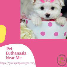 Pet Euthanasia Near Me Pets Pets Cats Your Pet