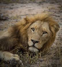 A Week In The Bush Vol 46 World Lion Day Game Reserve Male Lion