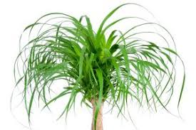 Common toxic plants include sago palms, lilies, azaleas and tulips. Pony Tail Aspca