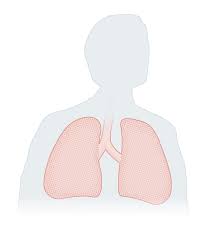 Model human body with liver, kidney, lungs and heart. In The Fight To Treat Coronavirus Your Lungs Are A Battlefield The New York Times