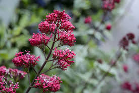 Image result for Centranthus