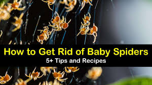 The spiders will look for an opening to create their nest and a corner in your bathroom to form a web of cobwebs. 5 Easy Ways To Get Rid Of Baby Spiders