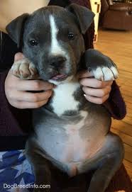 american bully dog breed information and pictures