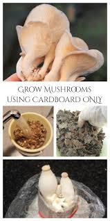 Tips To Grow Mushroom At Home In 2020 Stuffed Mushrooms Diy Trends Work Diy